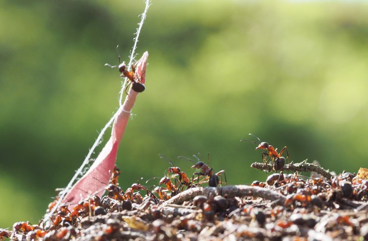 Jak se brání mravenci?